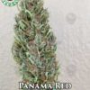 Panama red (regular) - coastal seed co.