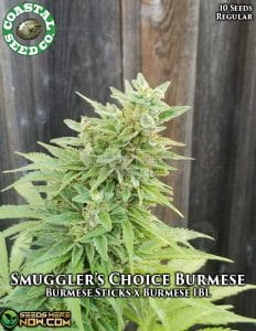 Smugglers Choice Burmese (Regular) - Coastal Seed Co.