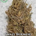 Swazi Burmese (Regular) - Coastal Seed Co.