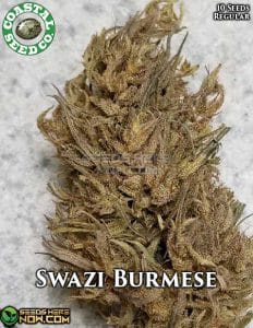 Swazi burmese (regular) - coastal seed co.