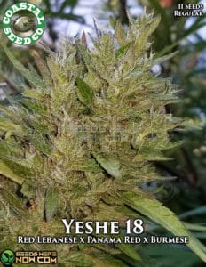 Yeshe 18 (Regular) - Coastal Seed Co.
