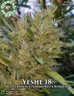 Coastal Seed Co. - Yeshe 18 {REG} [10pk]coastal-seed-company-yeshe-18