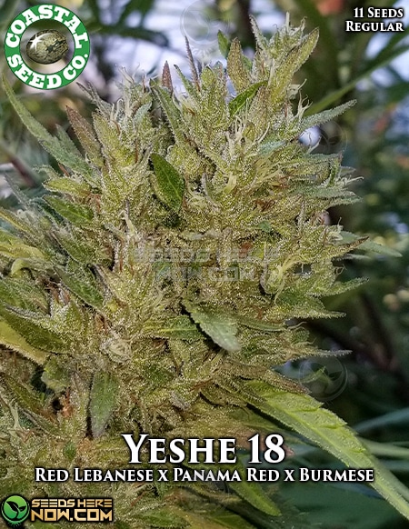 Coastal-Seed-Company-Yeshe-18
