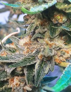 24k Gold (Regular) - Crockett Family Farms