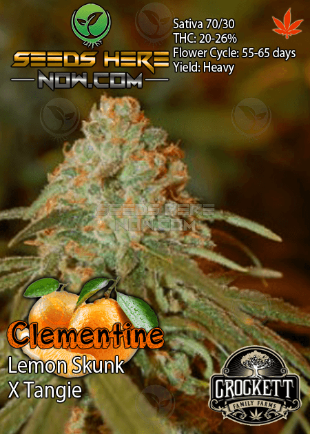 Exciting feminized cannabis strain seeds Clementine , info & description
