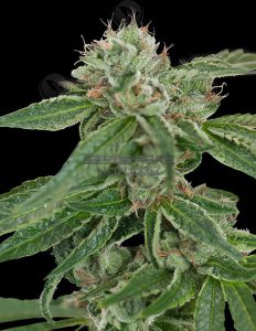 Crockett's Confidential (Regular) - Crockett Family Farms