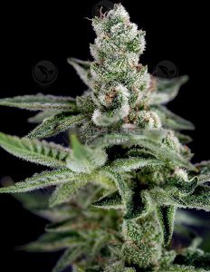Crockett's Haze (Regular) - Crockett Family Farms