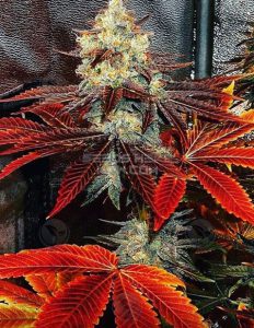 Sour Banana Sherbet (Regular) - Crockett Family Farms