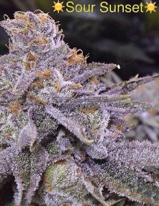 Sour Sunset (Regular) - Crockett Family Farms