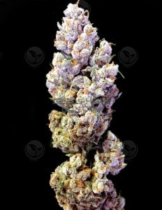 Sour Tangie (Regular) - Crockett Family Farms
