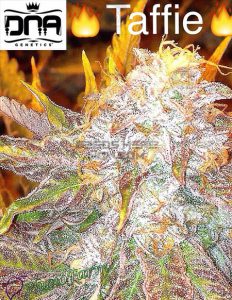 Taffie (Regular) - Crockett Family Farms