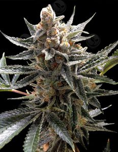 Tangie (Regular) - Crockett Family Farms