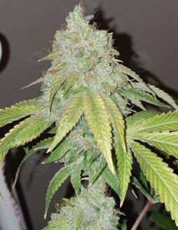 Foo OG Kush (Regular) - Dirty Water OrganicsDirty-water-organics-foo-og-kush