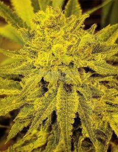 Dominion-seed-company-g13-skunk