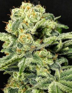 dominion(space)seed(space)company(space)helenastrawberry(space)diesel(space)x