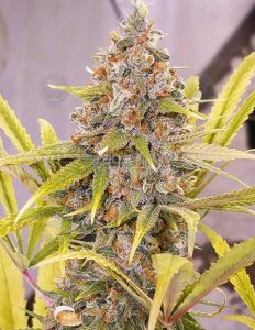 dominion-seed-company-mountain-berry