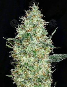 PineBomb (Regular) - Dominion Seed Company