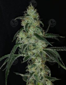 dominion-seed-company-sangria-punch