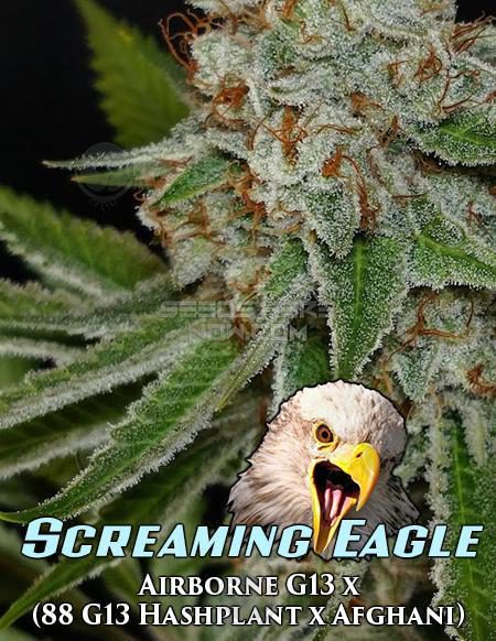Dominion-Seed-Company-Screaming-Eagle