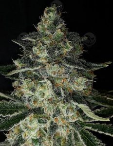 dominion-seed-company-stash-plant