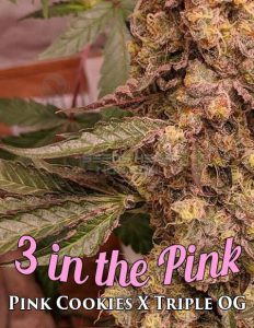 exotic-genetix-3-in-the-pink_ea896db5-bd15-4453-bb6c-db4b0276d545.jpg
