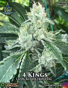 4 Kings (Regular) - Exotic Genetix