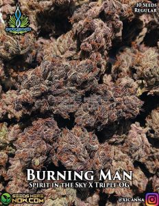 Burning Man (Regular) - Exotic Genetix