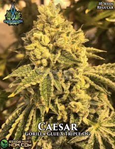 Caesar (Regular) - Exotic Genetix