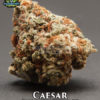 Caesar (regular) - exotic genetix