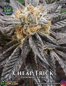 Cheap trick (regular) - exotic genetix