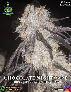 Chocolate nightmare (regular) - exotic genetix