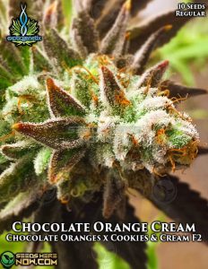 Chocolate Orange Cream (Regular) - Exotic Genetix