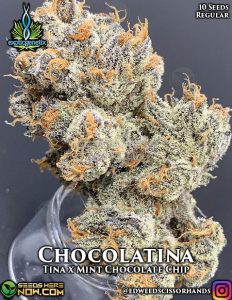 Chocolatina (Regular) - Exotic Genetix