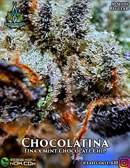 Exotic-Genetix-Chocolatina