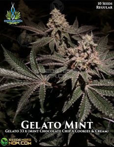 Gelato Mint (Regular) - Exotic Genetix