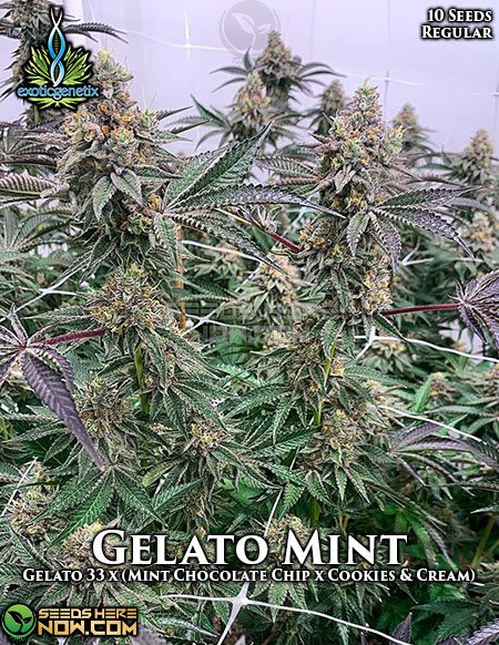 Exotic-Genetix-Gelato-Mint