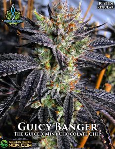 Guicy Banger (regular) - Exotic Genetix