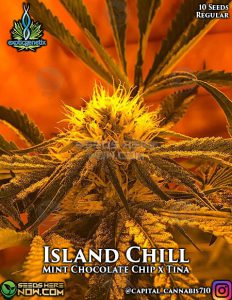 Island chill (regular) - exotic genetix
