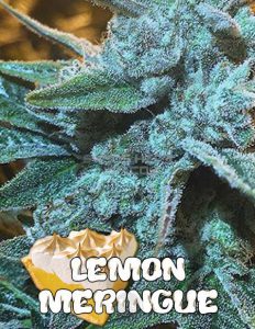 exotic-genetix-lemon-meringue_9f29b096-ad3a-4d6c-bc5e-ec7a86a4555c.jpg