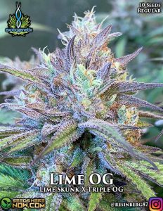 Lime og (regular) - exotic genetix
