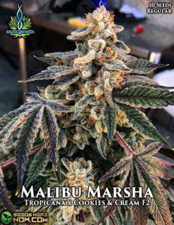 Exotic Genetix - Malibu Marsha {REG} [10pk] RETIREDexotic-genetix-malibu-marsha