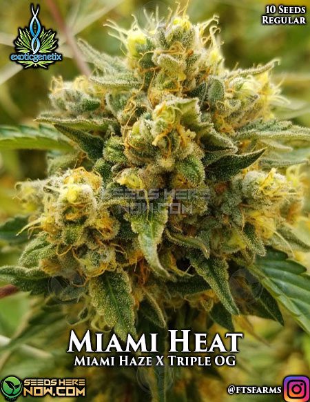 Exotic-Genetix-Miami-Heat