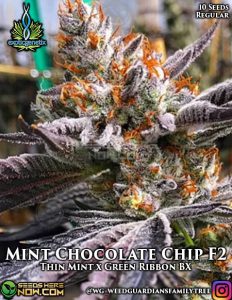 Mint Chocolate Chip F2 (Regular) - Exotic Genetix