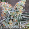 Mint Chocolate Chip F2 (regular) - Exotic Genetix