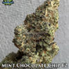 Mint Chocolate Chip F2 (regular) - Exotic Genetix
