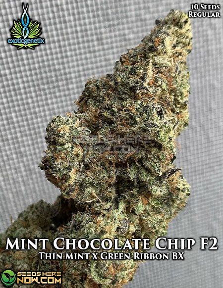 Exotic-Genetix-Mint-Chocolate-Chip