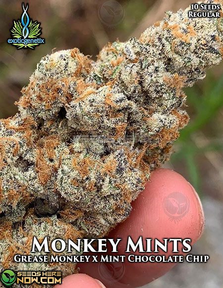 Exotic-Genetix-Monkey-Mints