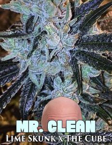 exotic-genetix-mr-clean_465c44d6-7dfc-4ce1-a5a2-b0ba581df96c.jpg