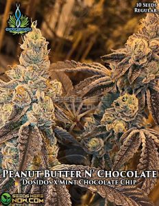 Peanut butter n chocolate (regular) - exotic genetix