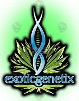 Exotic Genetix - White Christmas {REG} [10pk]  RETIREDExotic-genetix